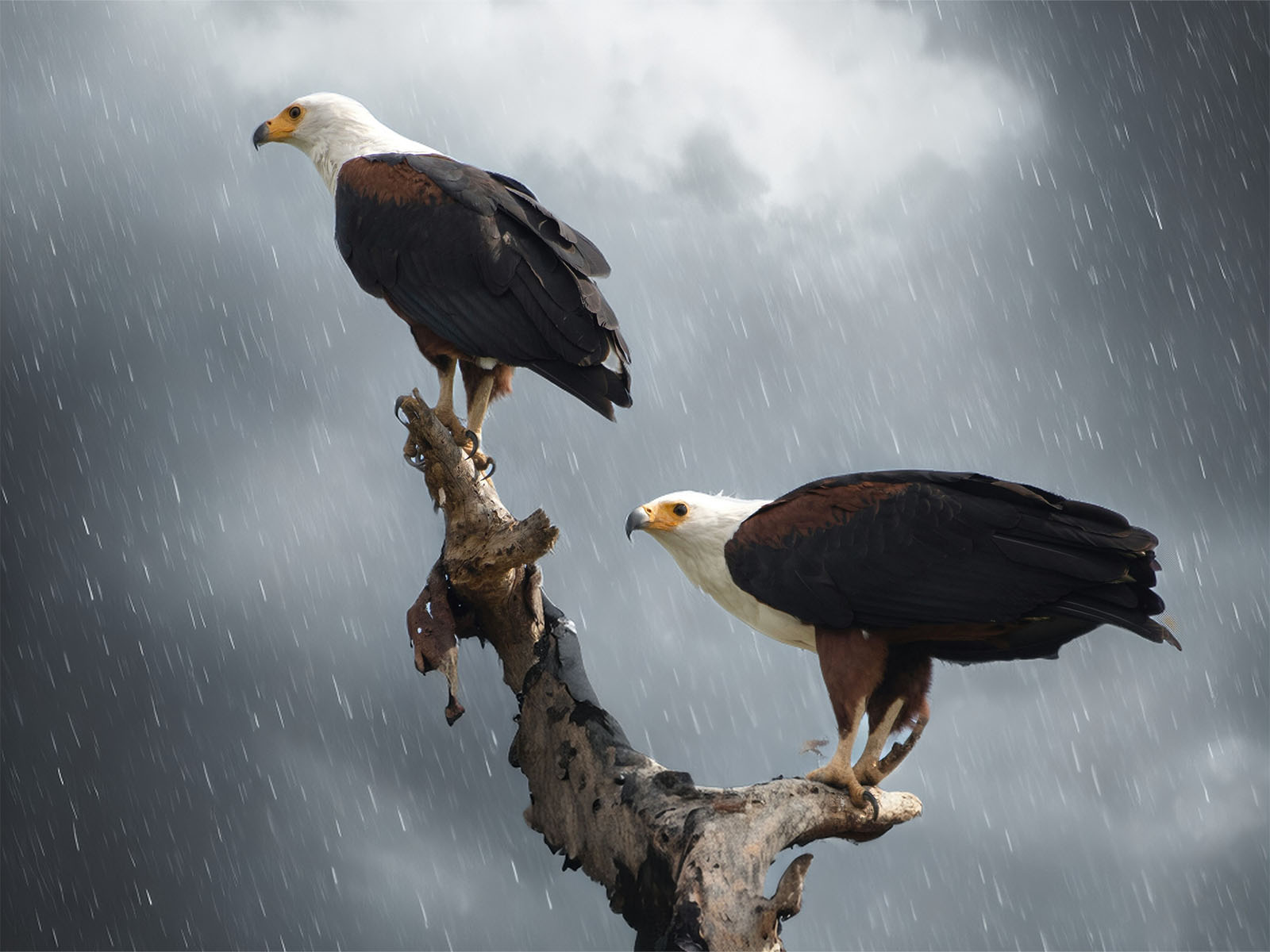 Ảnh chỉnh sửa bằng Magic Editor