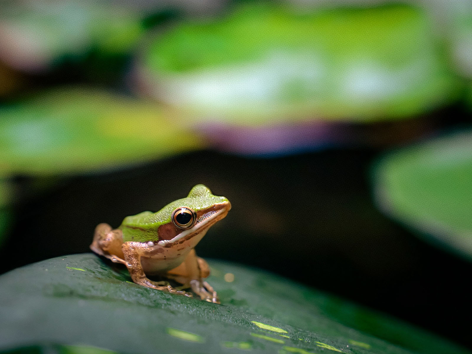 Ảnh chỉnh sửa bằng Magic Editor